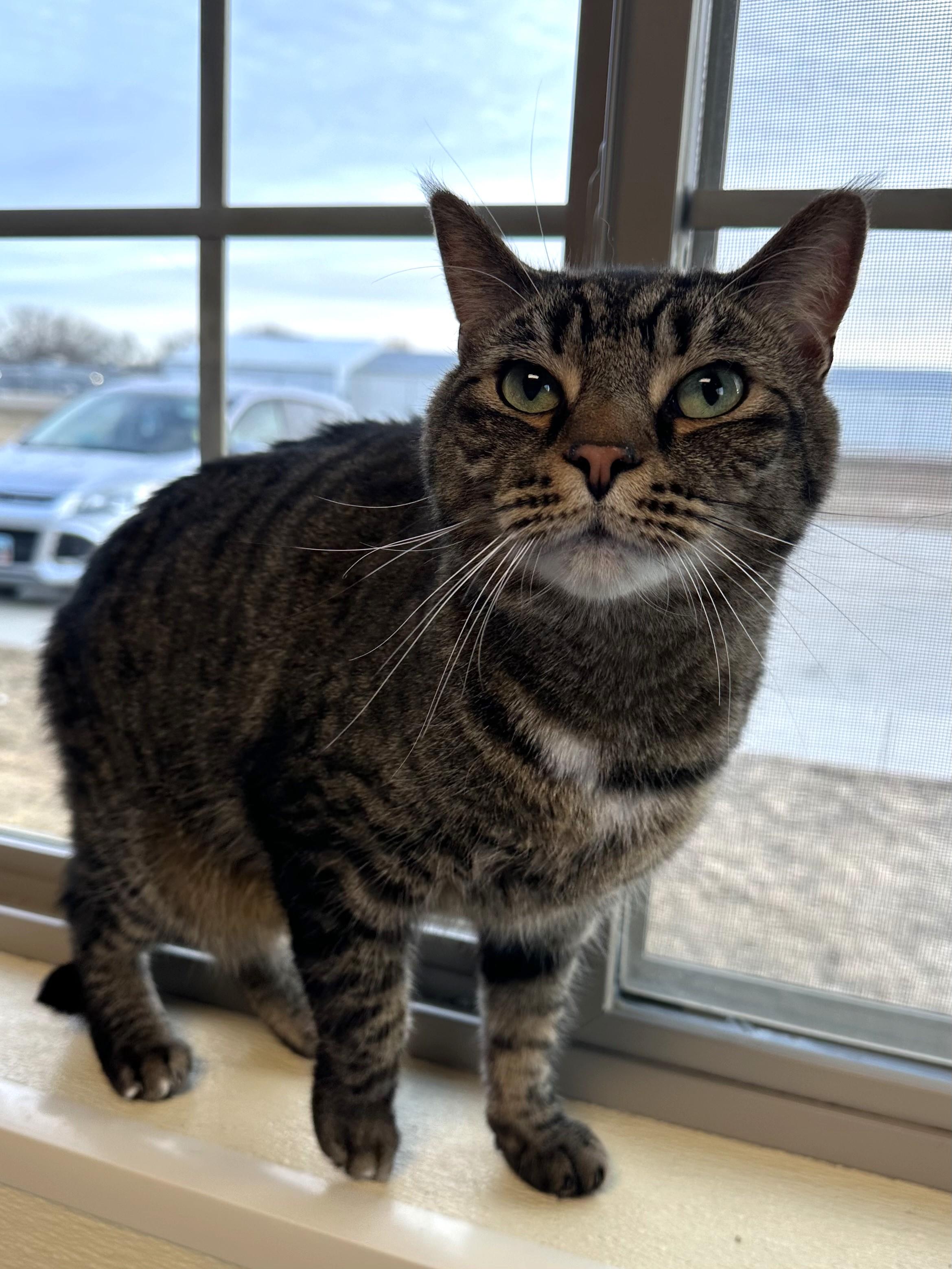Vader, an adoptable Domestic Short Hair in Brookings, SD image 2/2