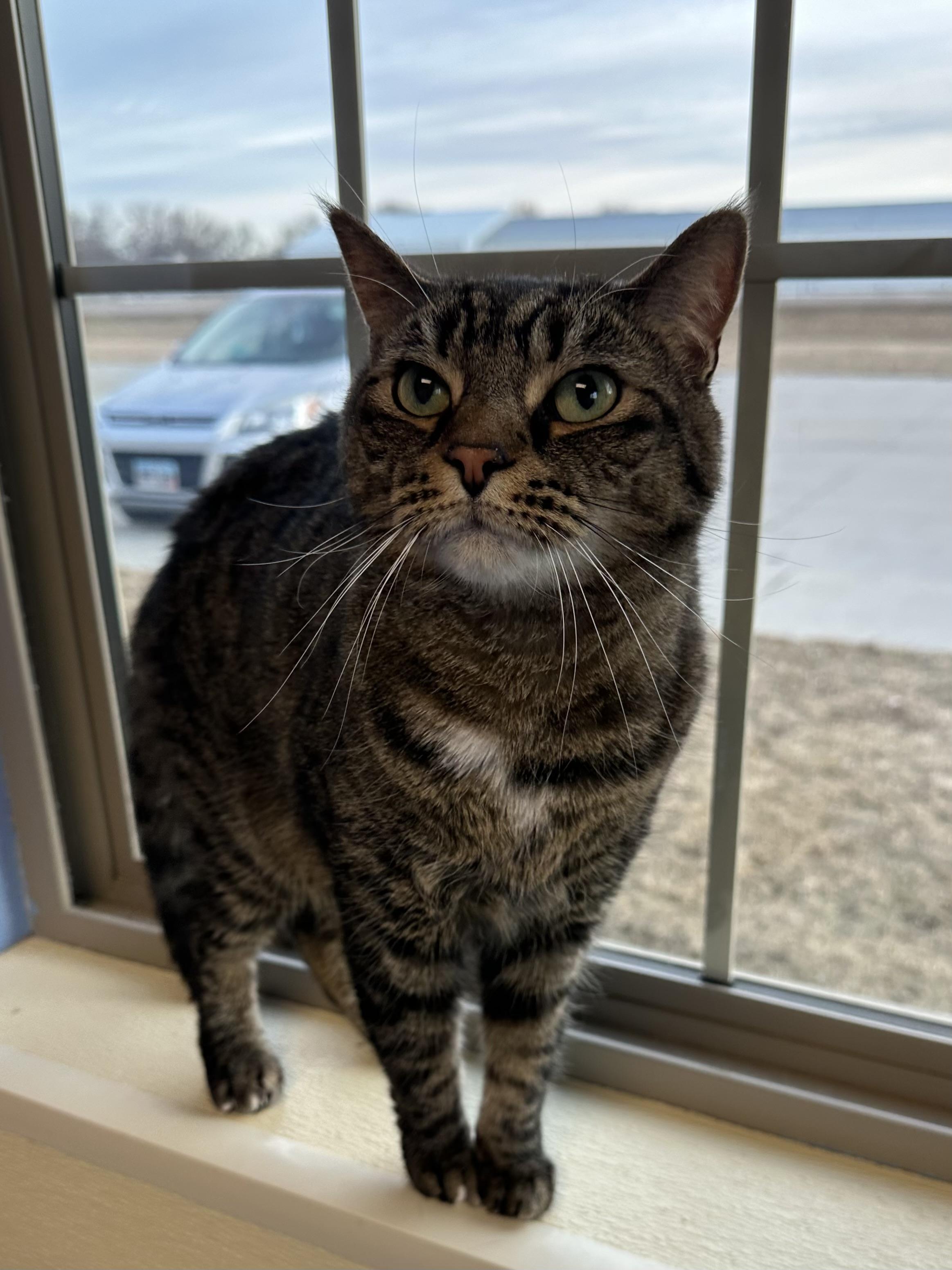 Vader, adoptable, Adult Male Domestic Short Hair.