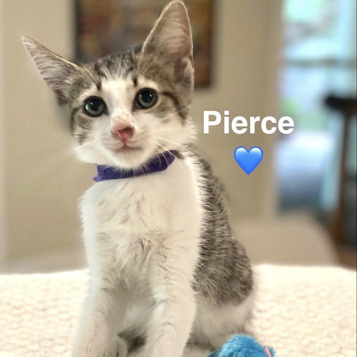 Pierce, Baby Female Tabby