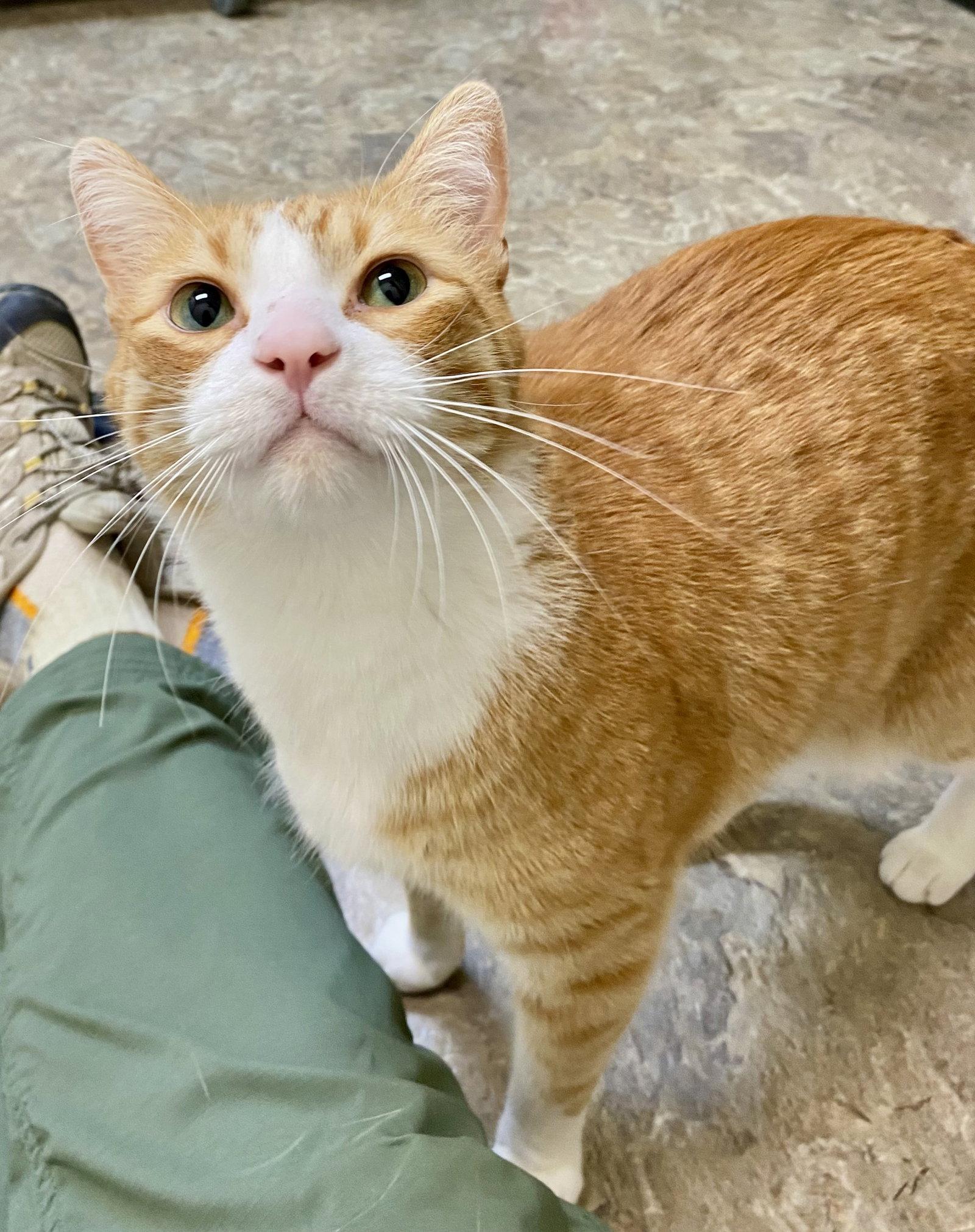 Goose, Adoptable, Adult Male Domestic Short Hair & Tabby.