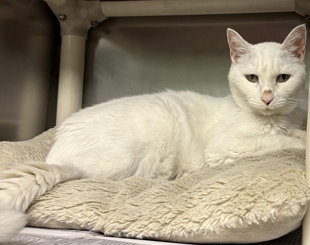 Enlarge Lulu, a Adoptable Domestic Short Hair in North Myrtle Beach, SC image 3/6