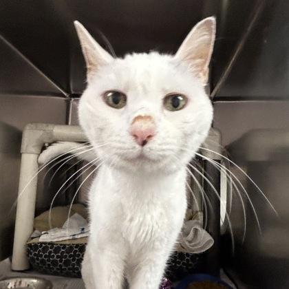 Enlarge Lulu, a Adoptable Domestic Short Hair in North Myrtle Beach, SC image 2/6