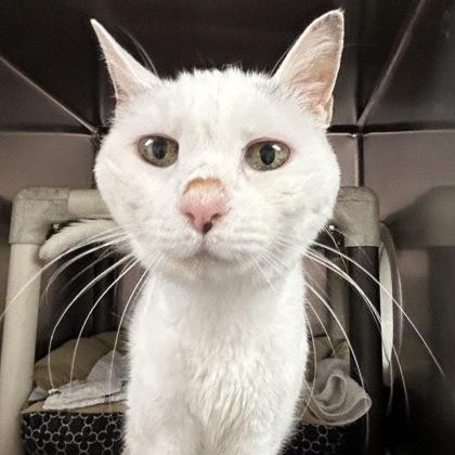 Enlarge Lulu, a Adoptable Domestic Short Hair in North Myrtle Beach, SC image 5/6