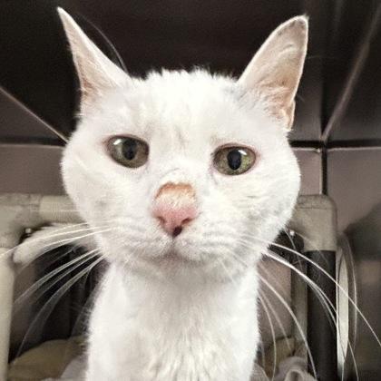 Enlarge Lulu, a Adoptable Domestic Short Hair in North Myrtle Beach, SC image 6/6