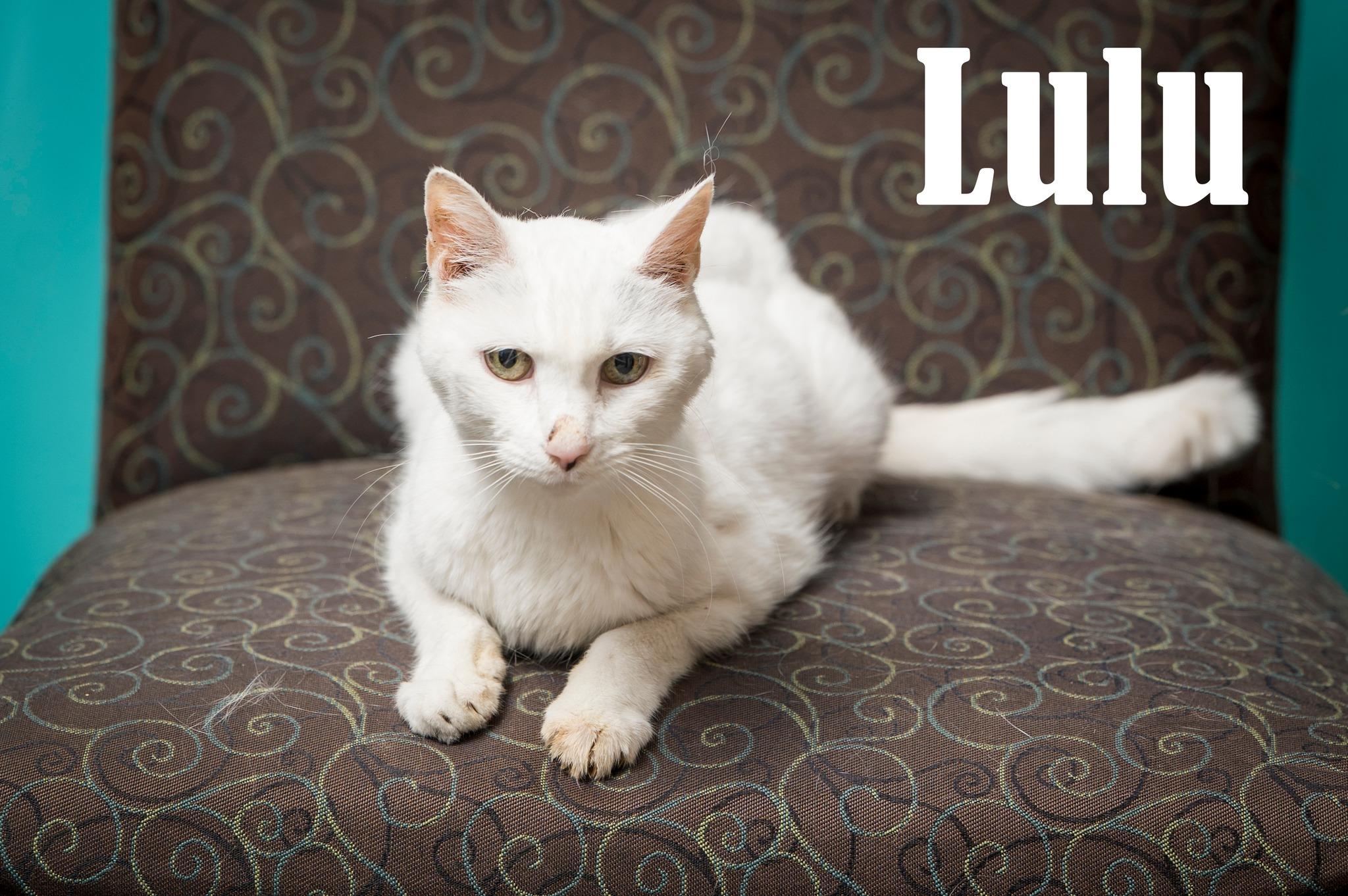 Enlarge Lulu, a Adoptable Domestic Short Hair in North Myrtle Beach, SC image 1/6