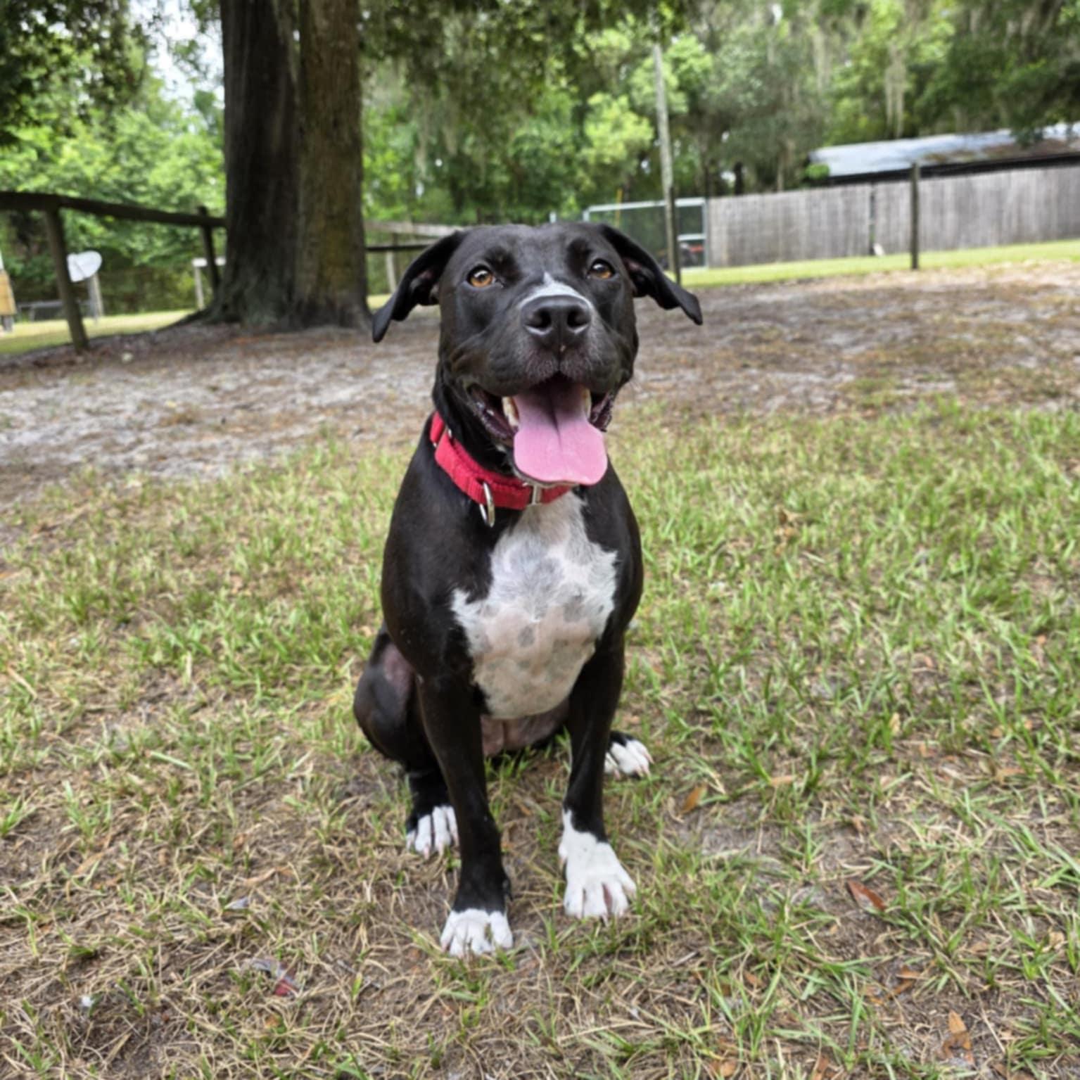 Trained Adoptable Dogs: Discover Your Perfect Companion