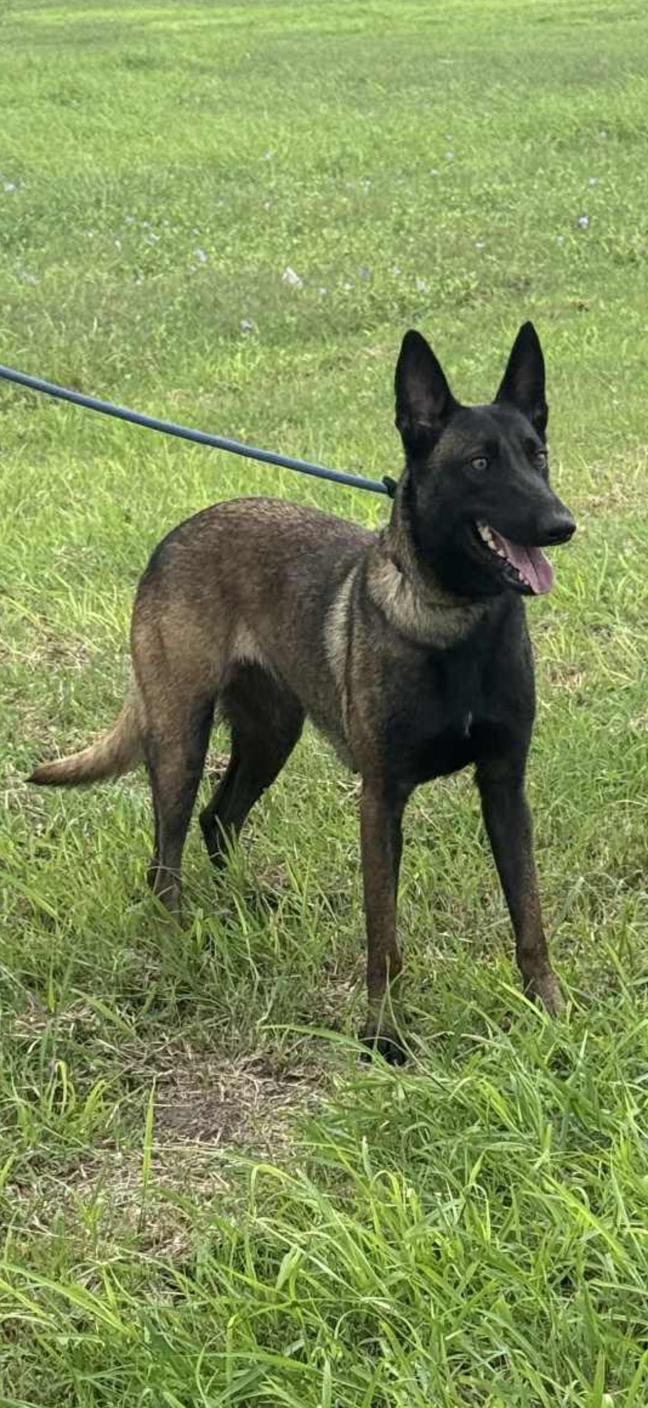 Enlarge Ava , a Adoptable Belgian Shepherd / Malinois in tannersville, PA image 1/3