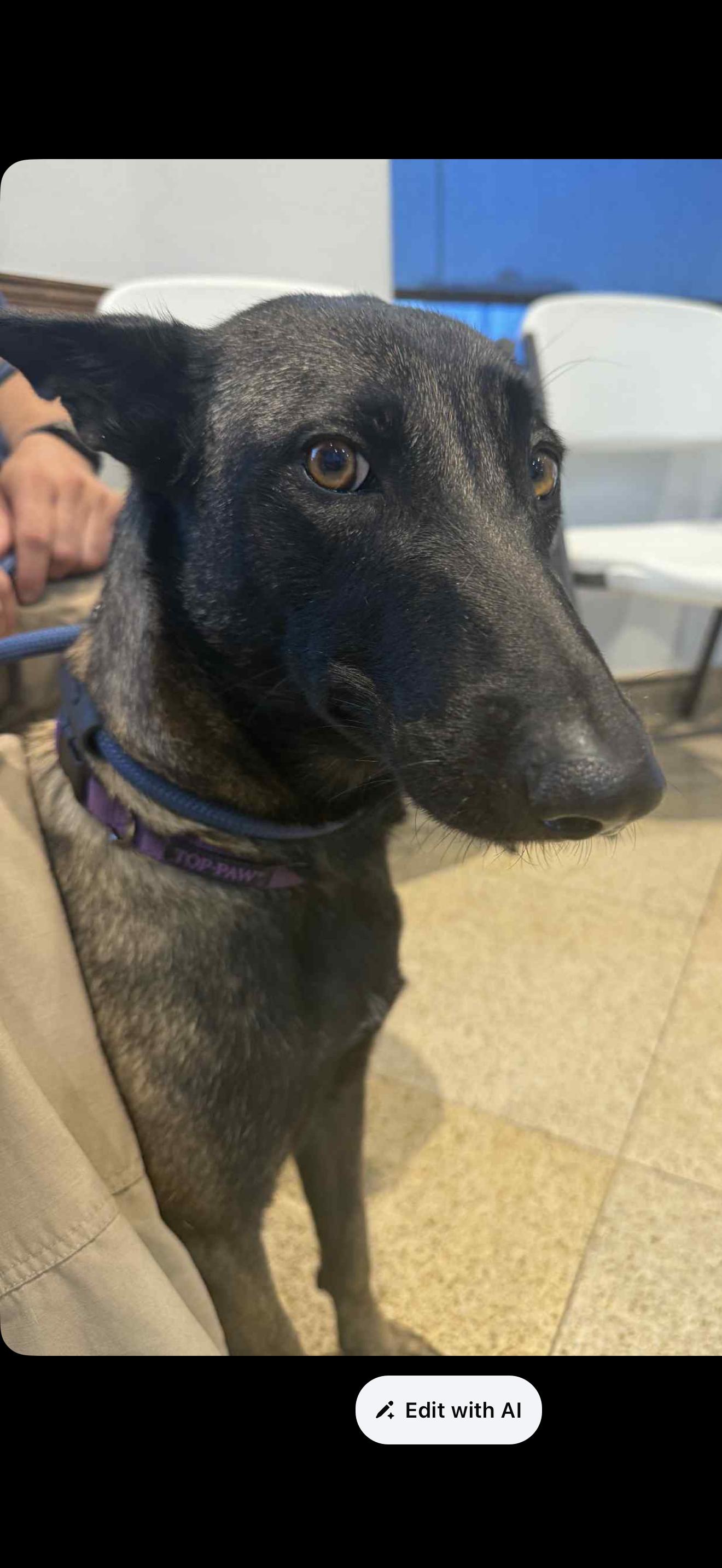 Enlarge Ava , a Adoptable Belgian Shepherd / Malinois in tannersville, PA image 2/3