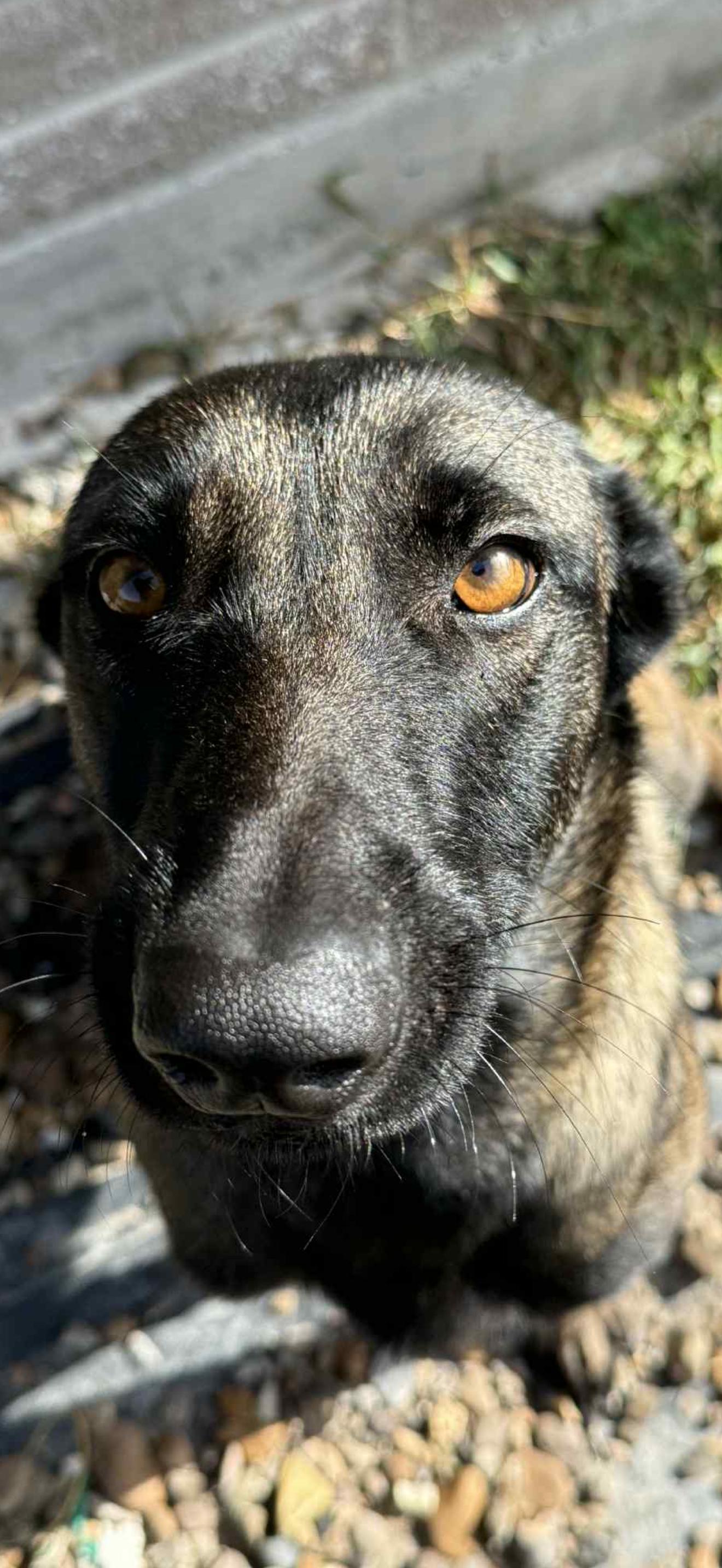 Enlarge Ava , a Adoptable Belgian Shepherd / Malinois in tannersville, PA image 3/3