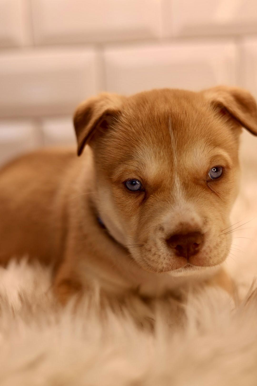 Rocket, Adoptable, Puppy Male American Bulldog.