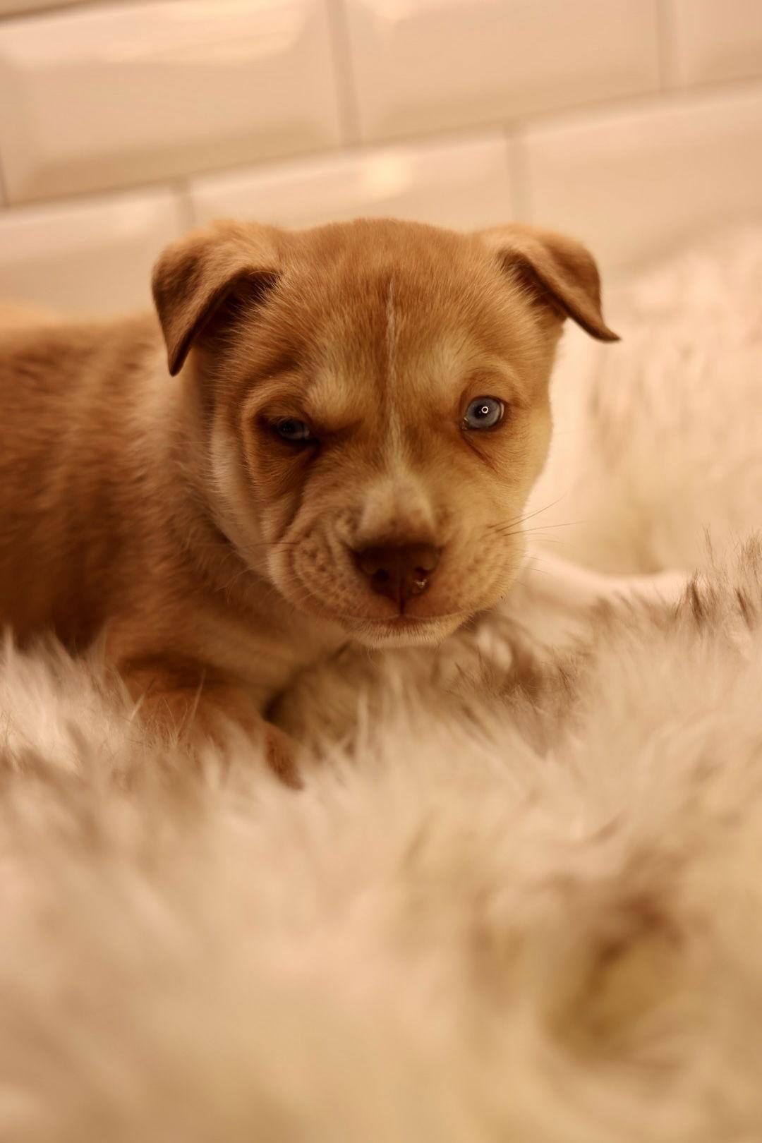 Enlarge Rocket, a Adoptable American Bulldog in Duluth, MN image 2/3