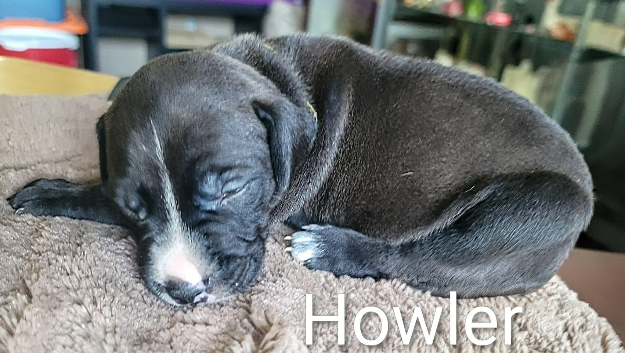 Howler, Adoptable, Puppy Male Dachshund.