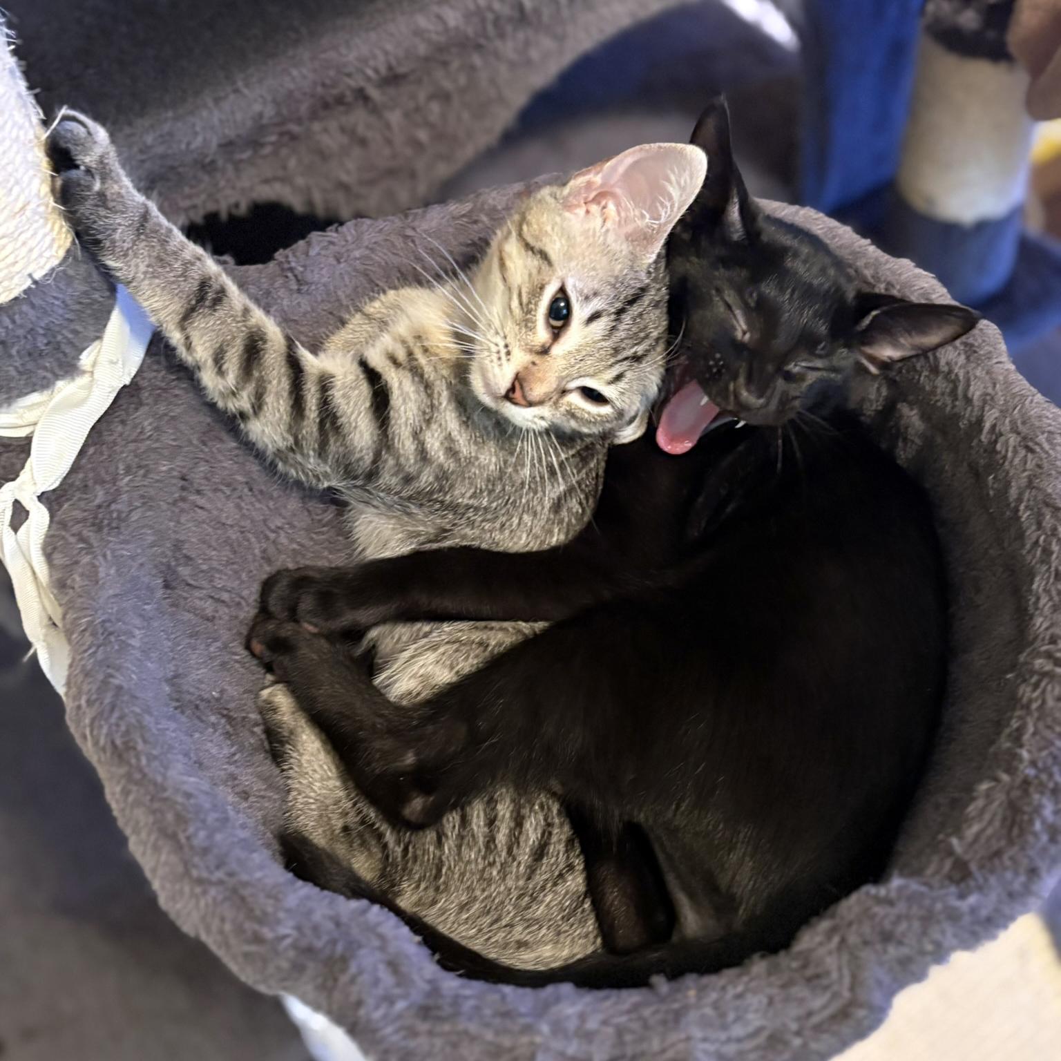 Enlarge Toeby, a Adoptable mixed breed in Lake Monroe, FL image 5/6