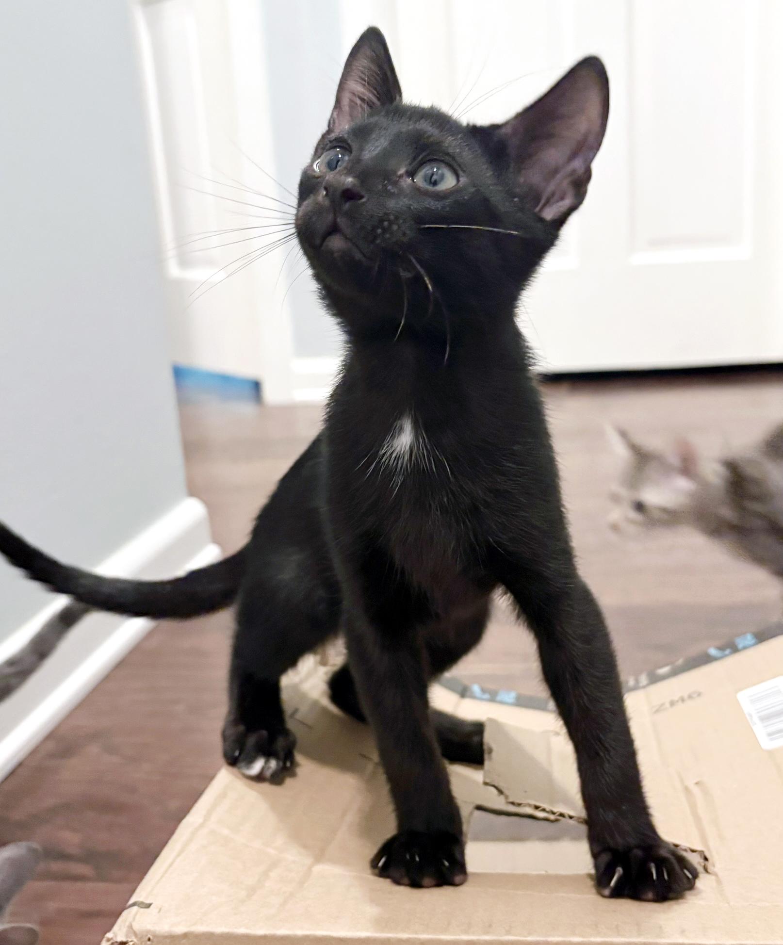 Enlarge Toeby, a Adoptable mixed breed in Lake Monroe, FL image 3/6