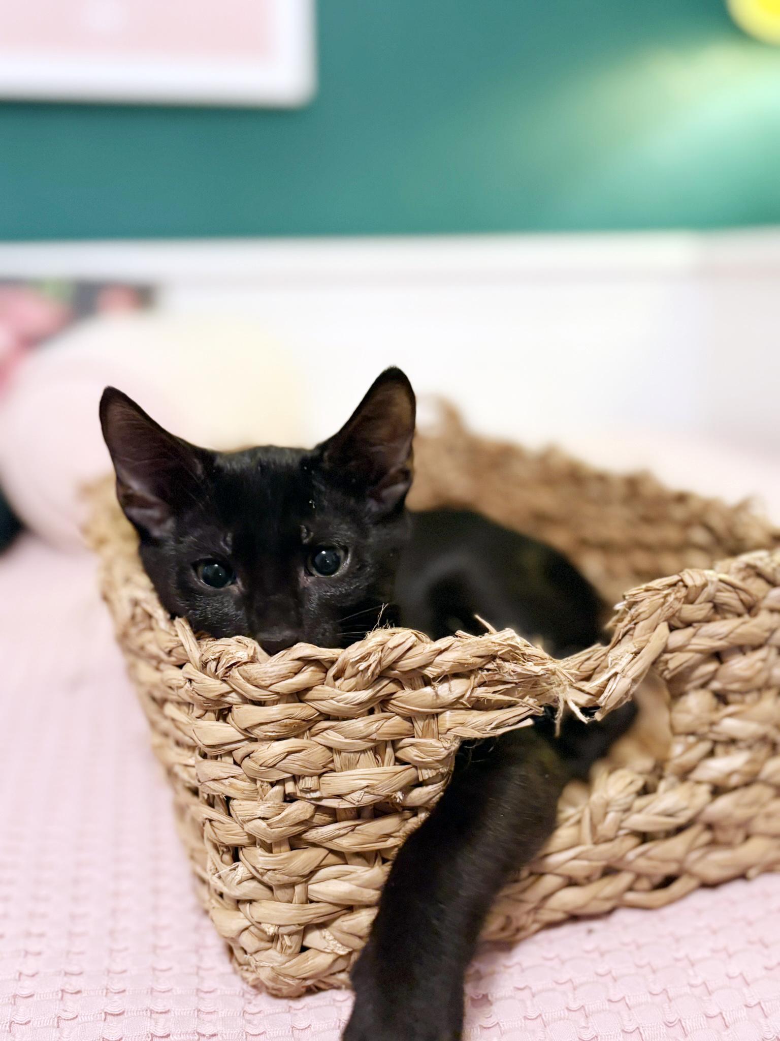 Enlarge Toeby, a Adoptable mixed breed in Lake Monroe, FL image 2/6