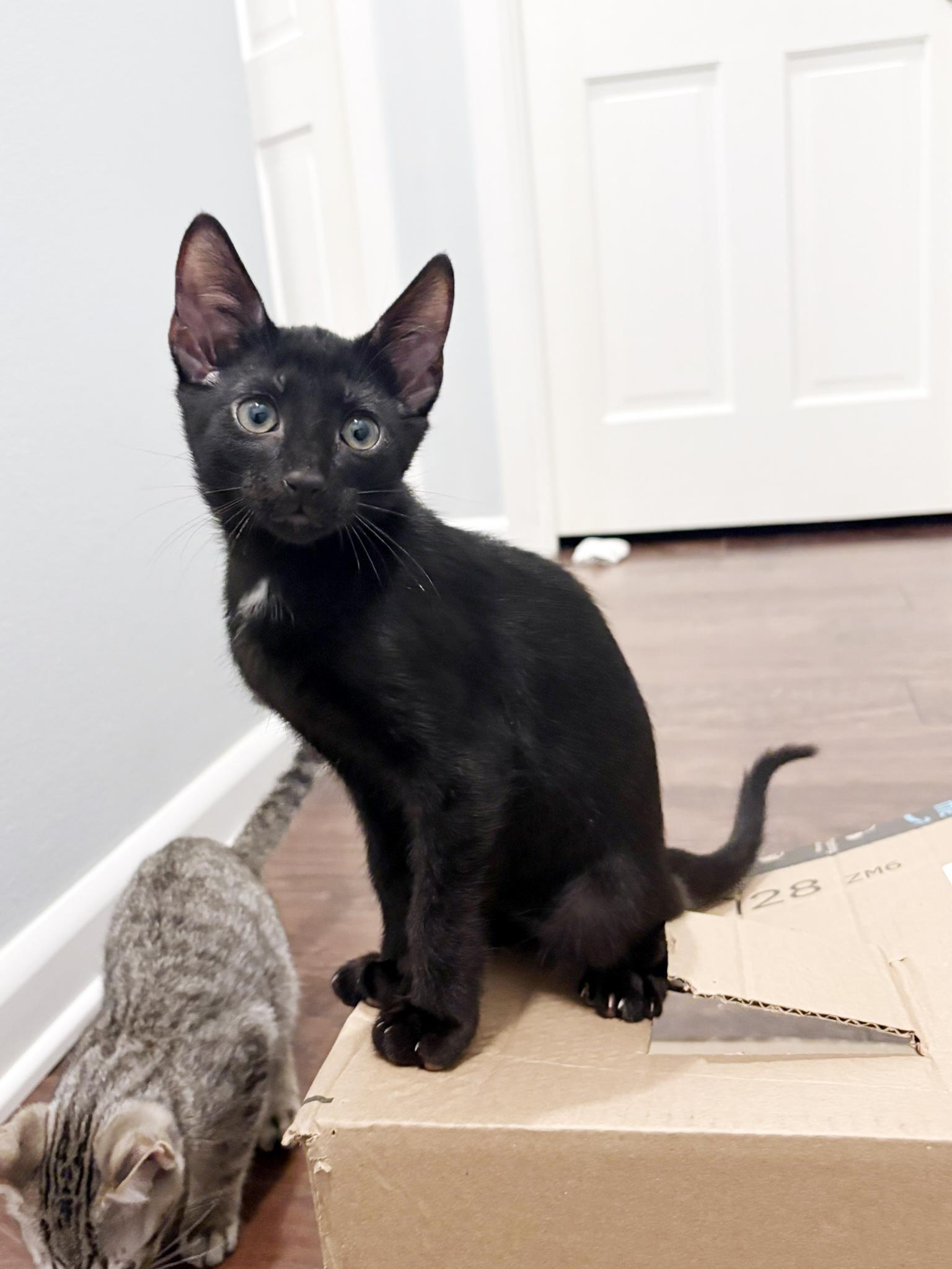 Toeby, Adoptable, Kitten Male Domestic Short Hair.