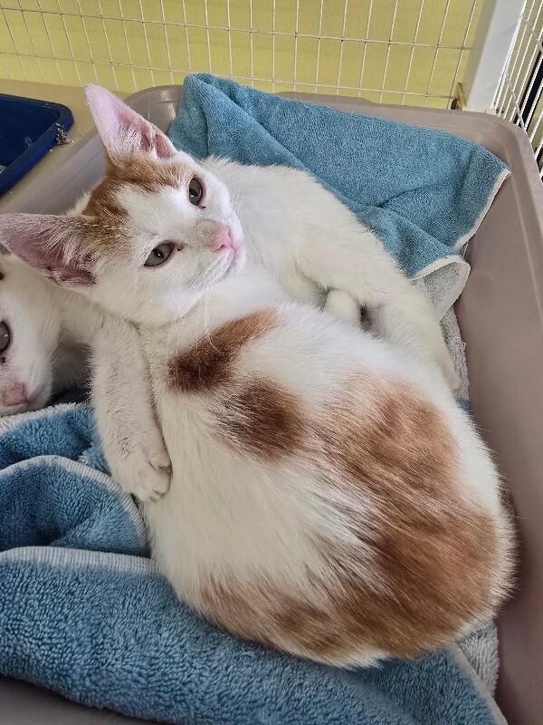 Enlarge Levi, a Adoptable Domestic Short Hair in Cortland, NY image 1/3