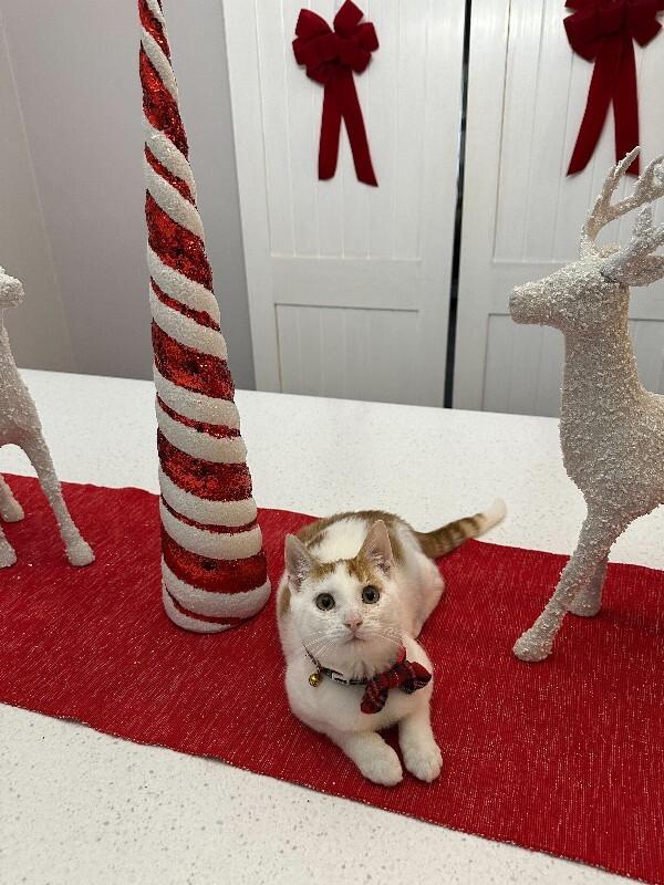 Enlarge Levi, a Adoptable Domestic Short Hair in Cortland, NY image 2/3