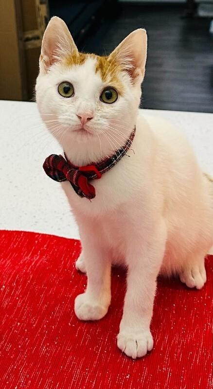 Enlarge Levi, a Adoptable Domestic Short Hair in Cortland, NY image 3/3