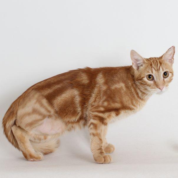 Marmalade