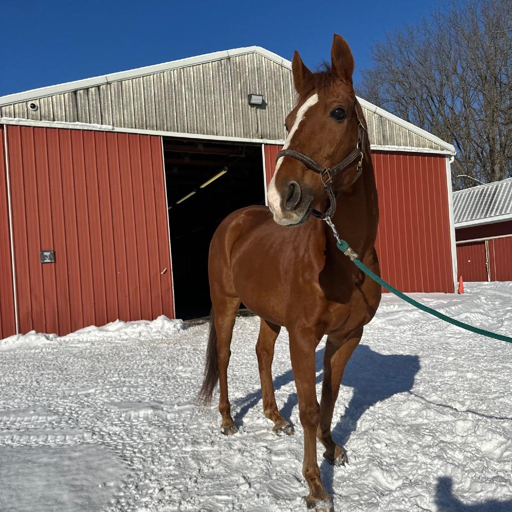 Enlarge Stephan - Real Sly, a Adoptable Thoroughbred in Fairport, NY image 2/6