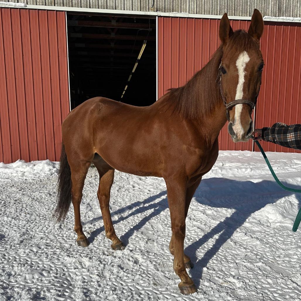 Enlarge Stephan - Real Sly, a Adoptable Thoroughbred in Fairport, NY image 4/6