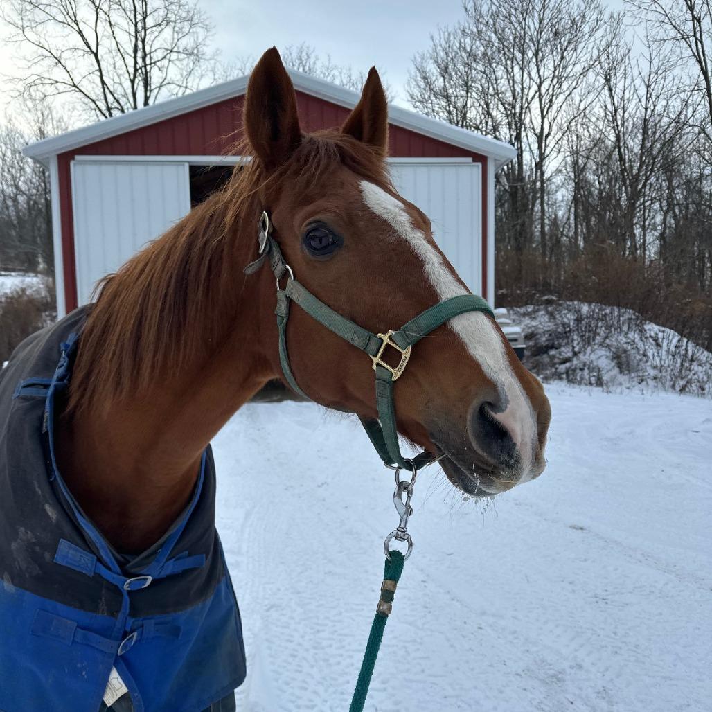 Enlarge Stephan - Real Sly, a Adoptable Thoroughbred in Fairport, NY image 5/6