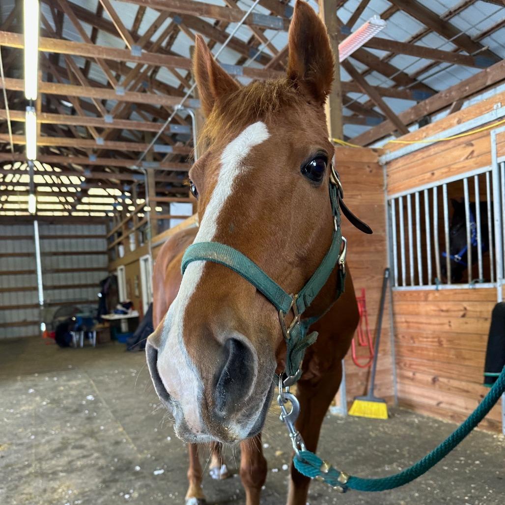 Enlarge Stephan - Real Sly, a Adoptable Thoroughbred in Fairport, NY image 6/6