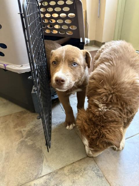 Enlarge Ivy, a Adopted mixed breed in Riverton, WY image 1/2