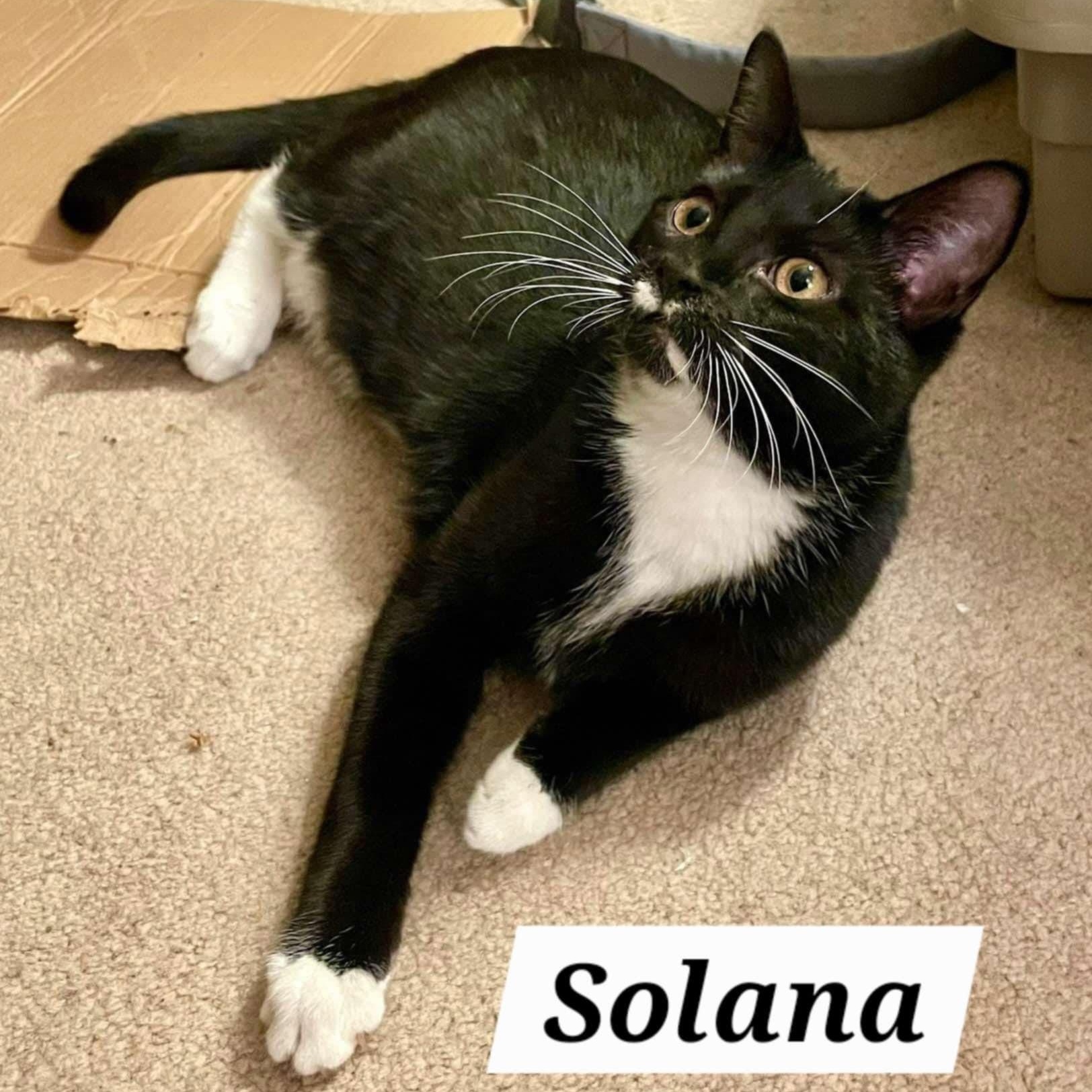 Solana, Adoptable, Young Female Domestic Short Hair.
