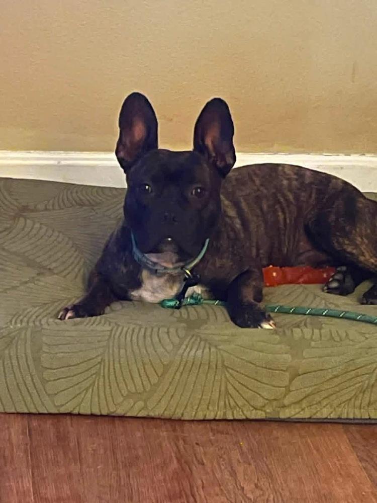 E.A. Poe KY4855, Adoptable, Young Male French Bulldog.