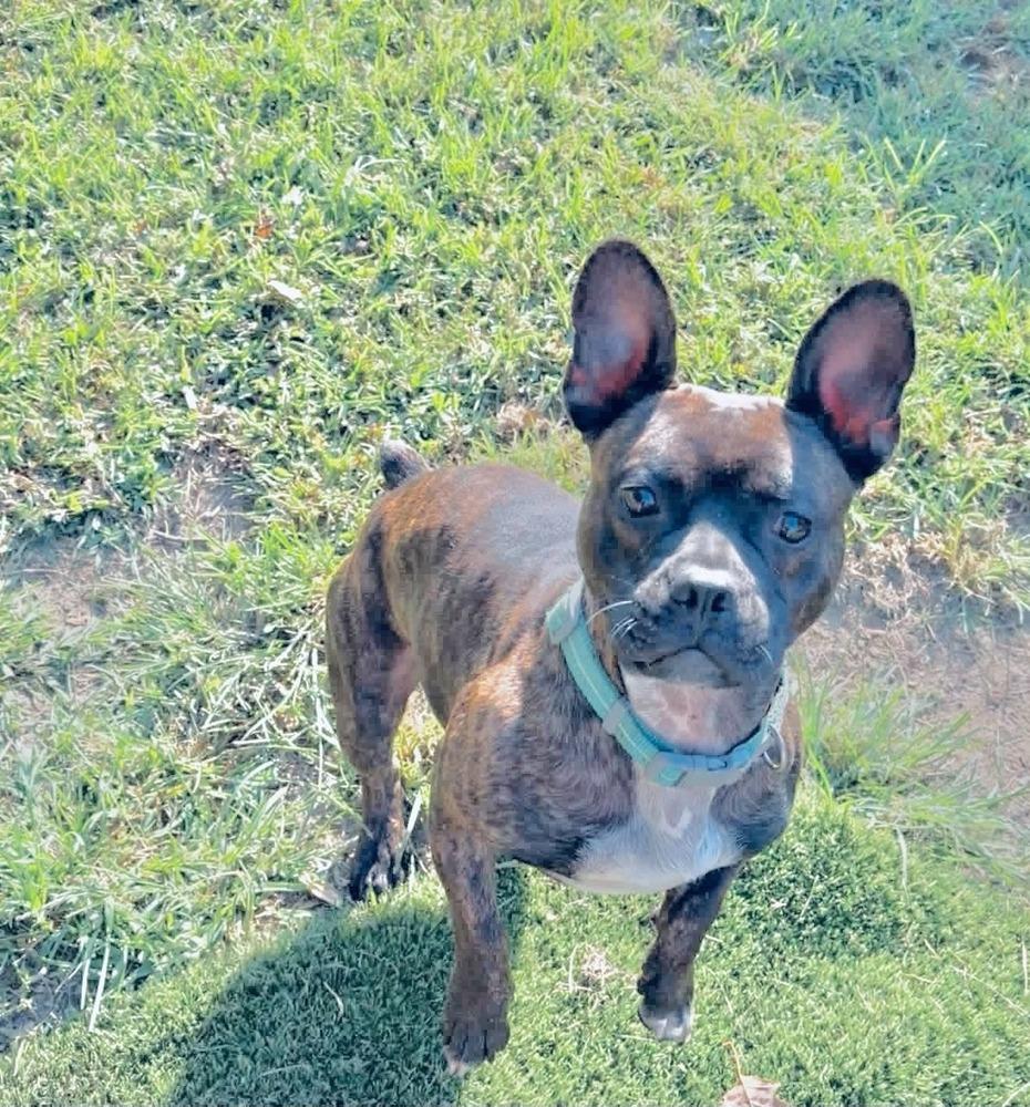 Enlarge E.A. Poe KY4855, a Adoptable mixed breed in Maryville, TN image 5/6