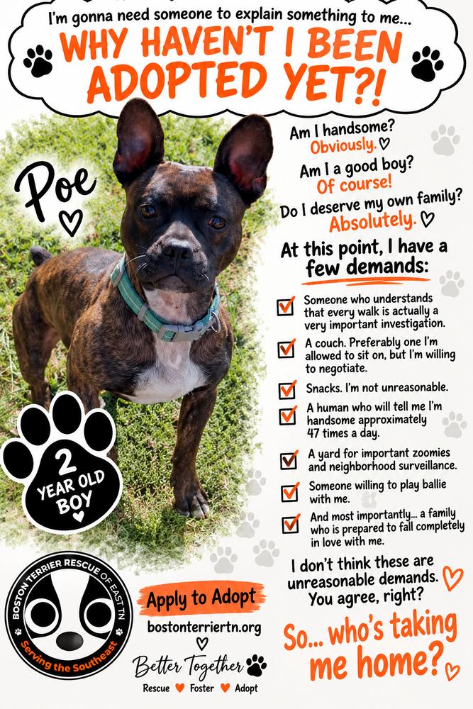 Enlarge E.A. Poe KY4855, a Adoptable mixed breed in Maryville, TN image 6/6