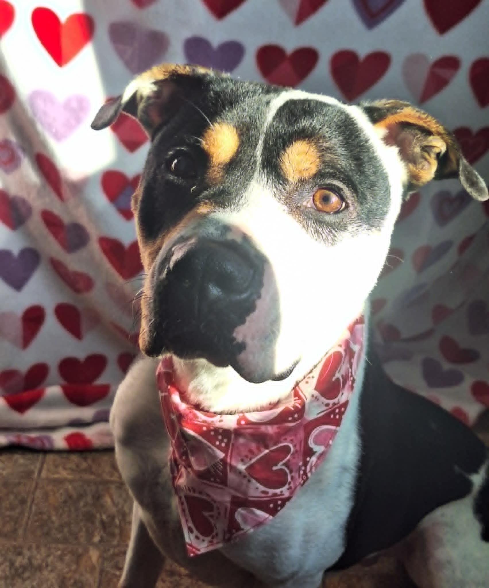 Bruce, Young Male Terrier