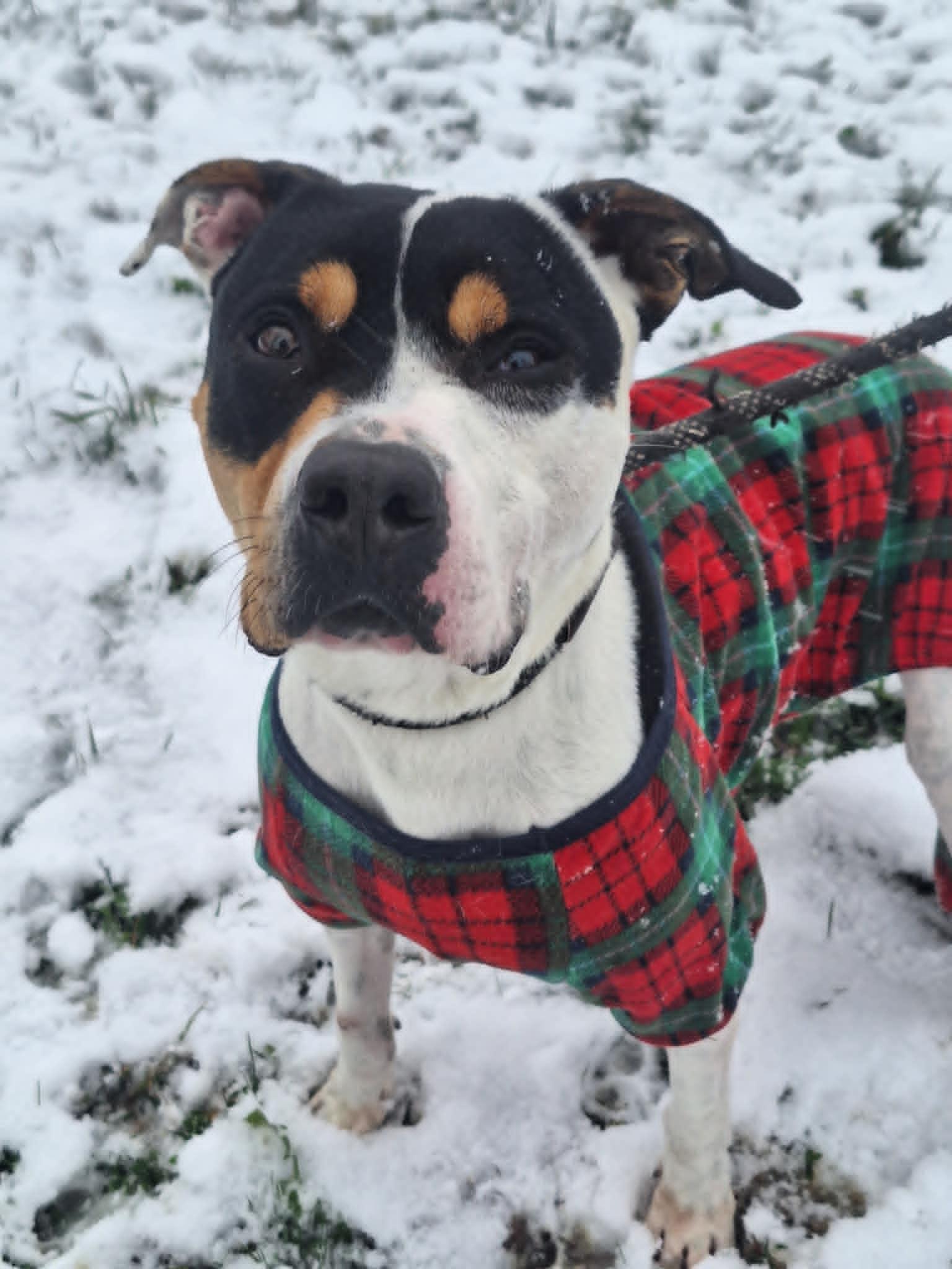 Bruce, a Adoptable mixed breed in Anderson, IN image 2/2