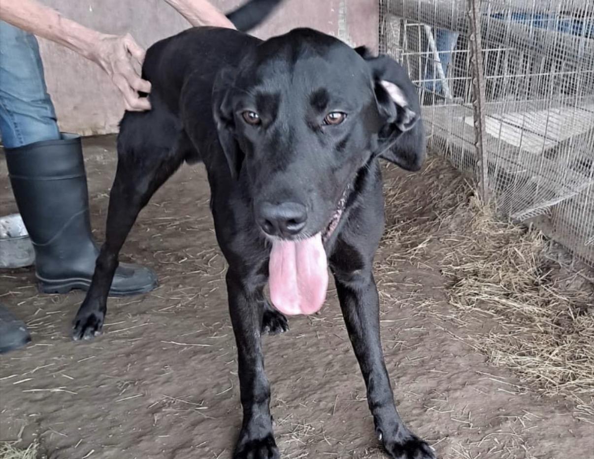 Wiggles , ADOPTABLE, Young Male Labrador Retriever.