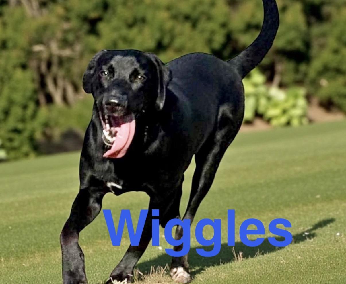Enlarge Wiggles , a ADOPTABLE mixed breed in Bellingham, WA image 5/6