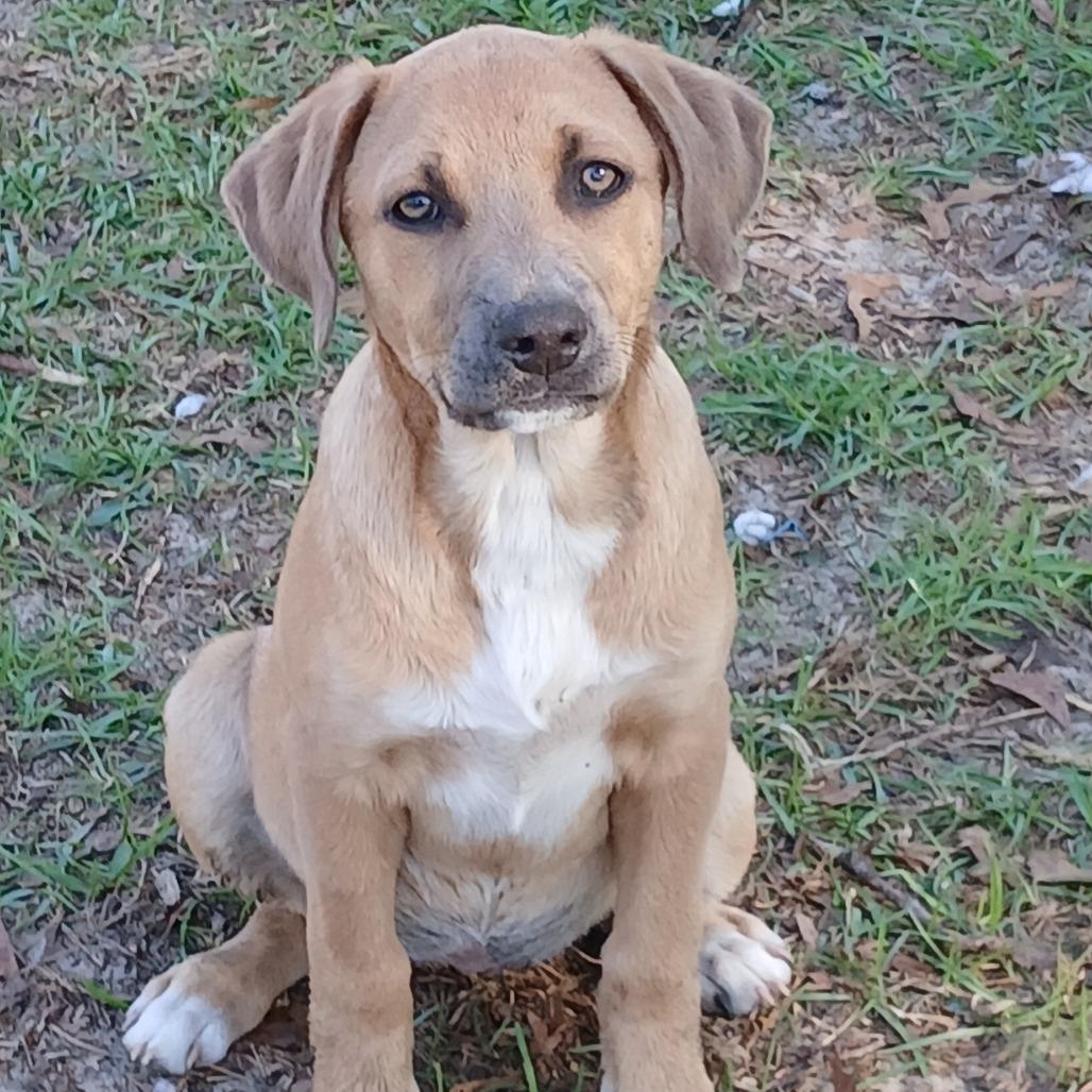 Enlarge Rune, a Adoptable Mixed Breed in Williston, FL image 1/6