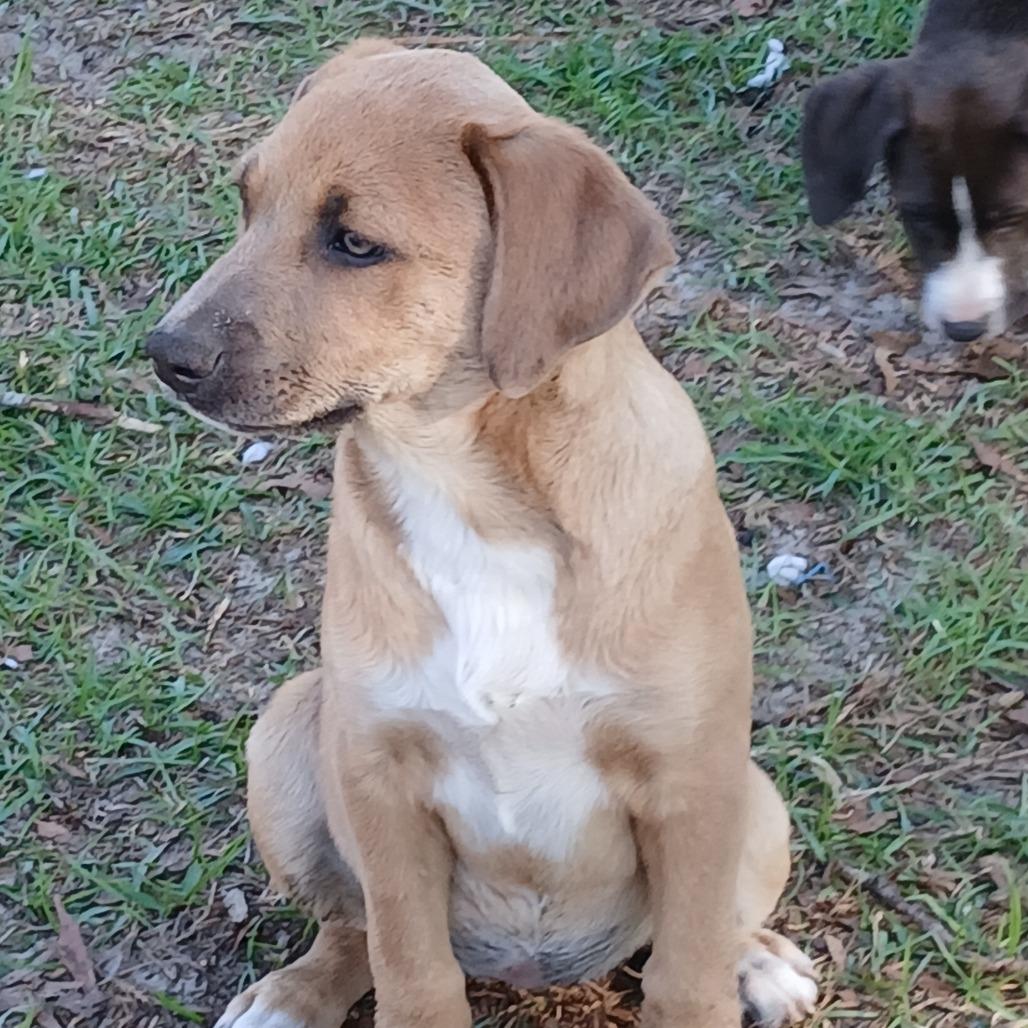 Enlarge Rune, a Adoptable Mixed Breed in Williston, FL image 2/6