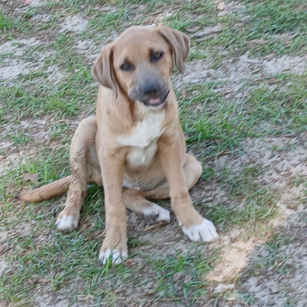 Enlarge Rune, a Adoptable Mixed Breed in Williston, FL image 3/6