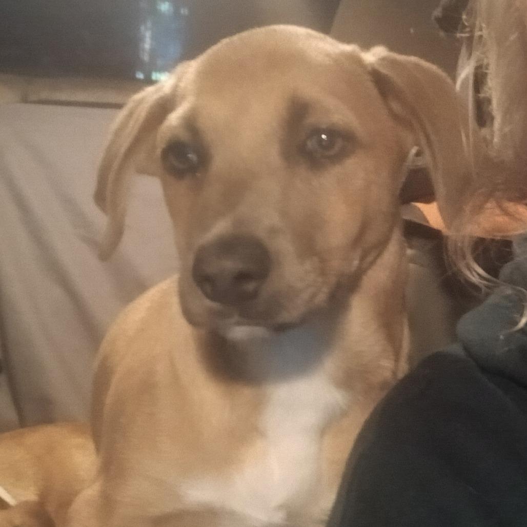 Enlarge Rune, a Adoptable Mixed Breed in Williston, FL image 4/6