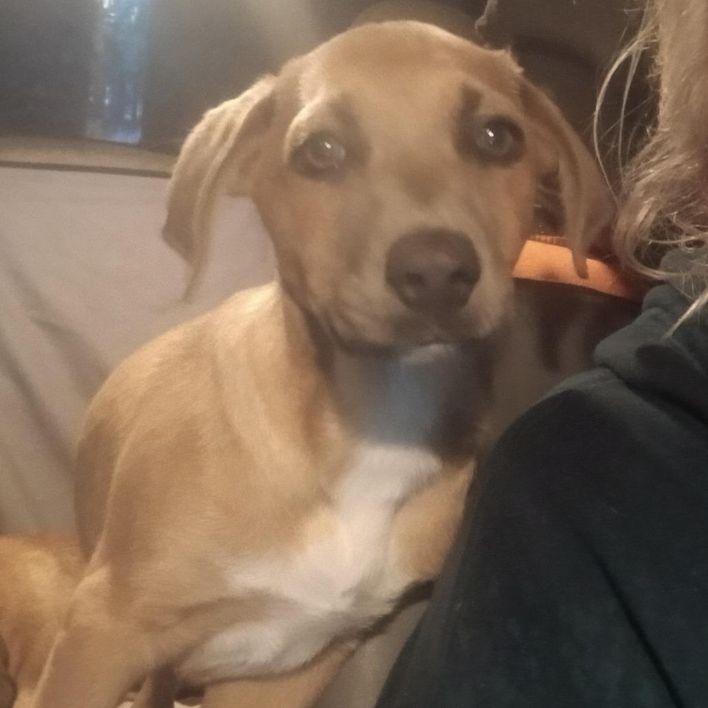 Enlarge Rune, a Adoptable Mixed Breed in Williston, FL image 5/6