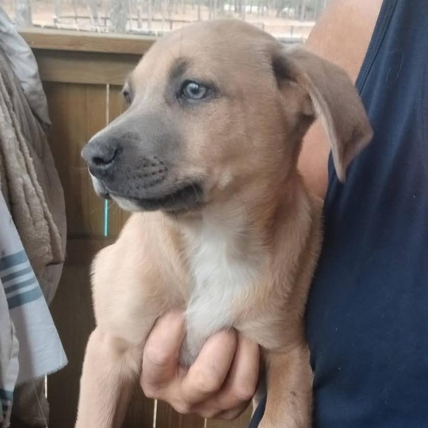 Enlarge Rune, a Adoptable Mixed Breed in Williston, FL image 6/6