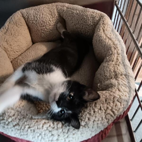 MINNIE MOUSE, ADOPTABLE, Kitten Female American Shorthair.