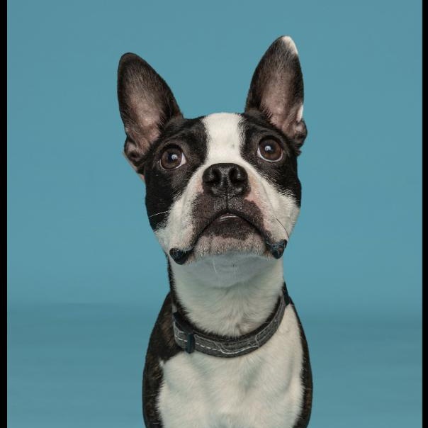 Enlarge Hopscotch, an adoptable Boston Terrier in Monticello, MN image 4/4