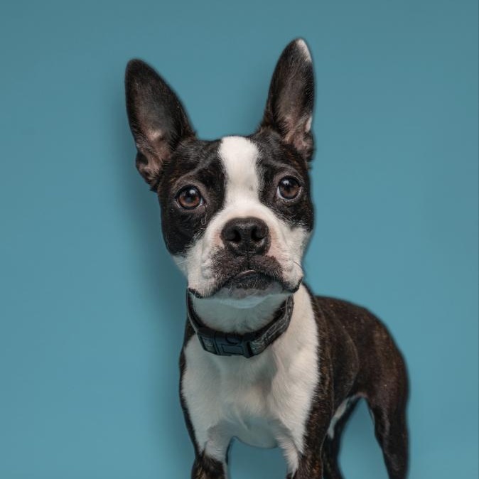Enlarge Hopscotch, an adoptable Boston Terrier in Monticello, MN image 1/4