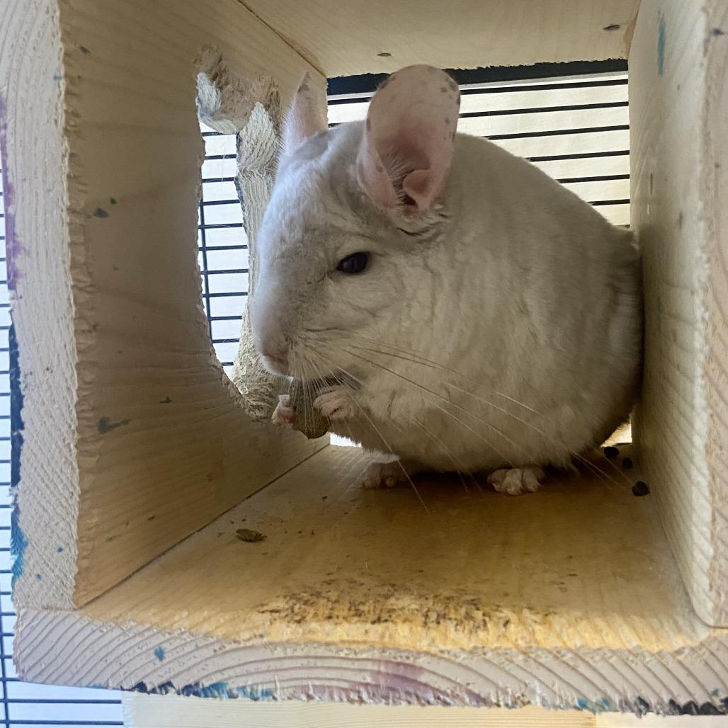 Enlarge Chanel, a Adoptable Chinchilla in Glenwood Springs, CO image 1/5