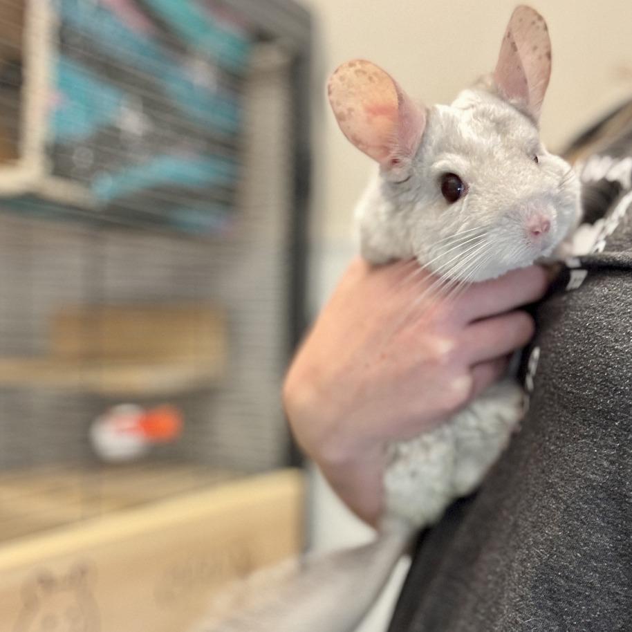 Enlarge Chanel, a Adoptable Chinchilla in Glenwood Springs, CO image 2/5