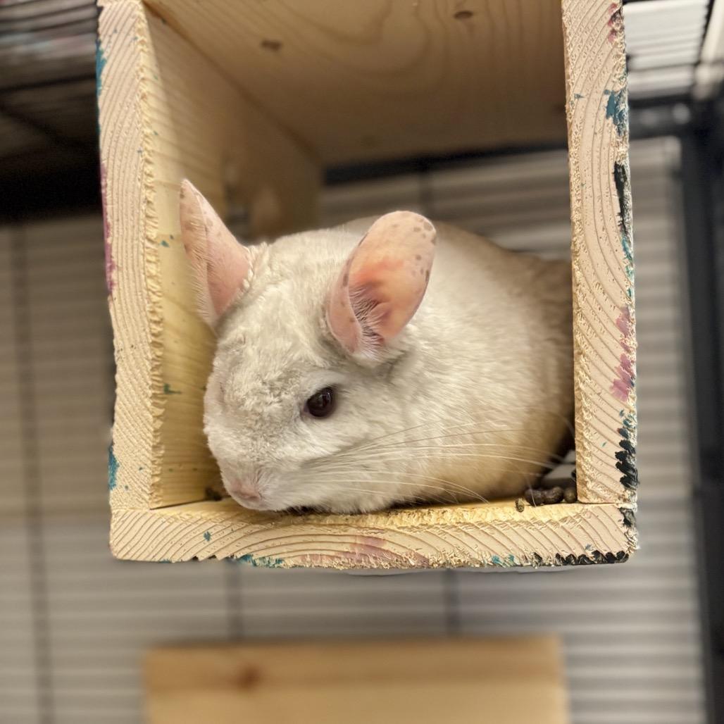 Enlarge Chanel, a Adoptable Chinchilla in Glenwood Springs, CO image 3/5