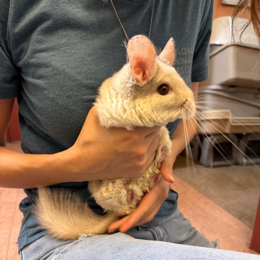 Enlarge Chanel, a Adoptable Chinchilla in Glenwood Springs, CO image 5/5